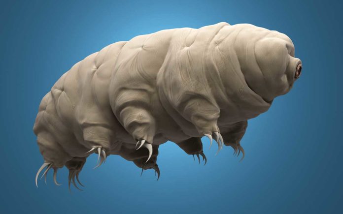 UC San Diego biologists found that tardigrades, or ‘water bears’ (shown here rendered in 3-D), are able to withstand extreme conditions because of a protein that binds and forms a protective cloud against survival threats. Credit: iStock/fruttipics