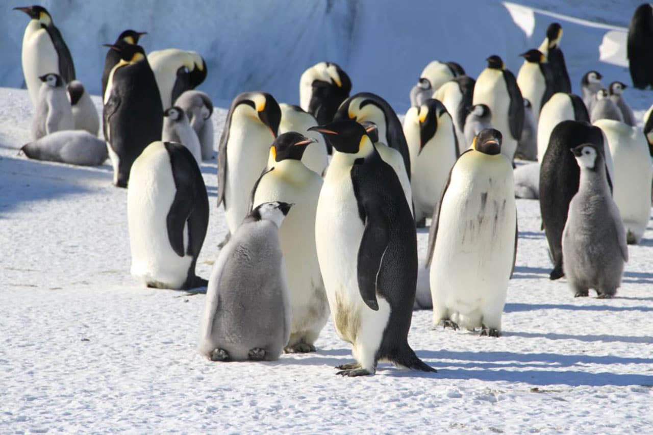 Emperor penguins are some of the most striking and charismatic animals on Earth, but a new study has found that climate change may render them extinct by the end of this century. Photo credit: Dr Michelle LaRue