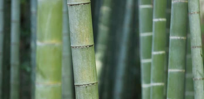 Visualizing heat flow in bamboo