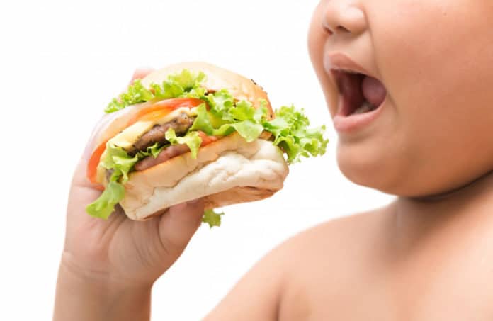 Obese child eating burger