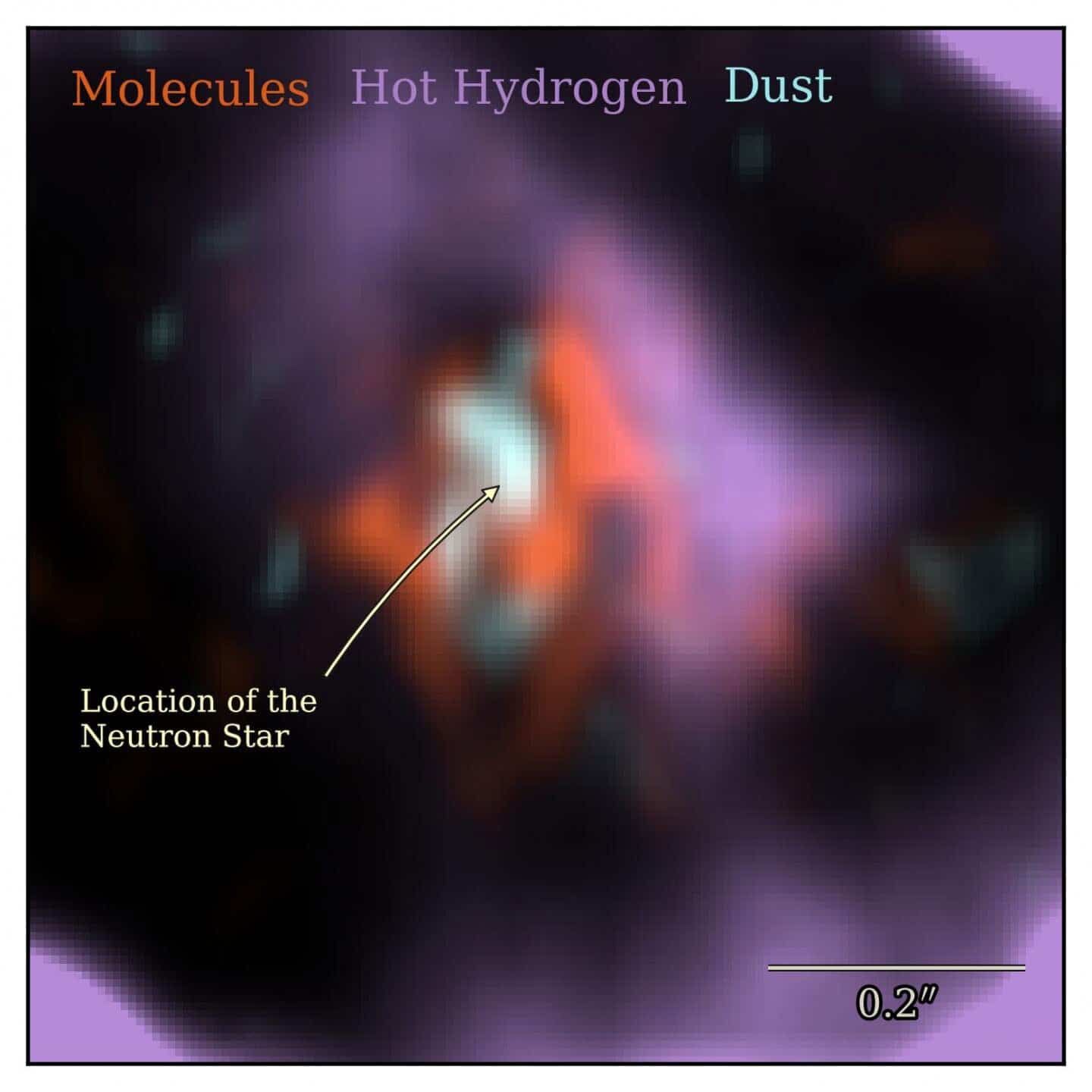 A close-up view of different components in the SN 1987A system: carbon monoxide molecular gas is shown in orange, hot hydrogen gas is shown in purple, and the dust which surrounds the neutron star is shown in cyan. Credit: Cardiff University