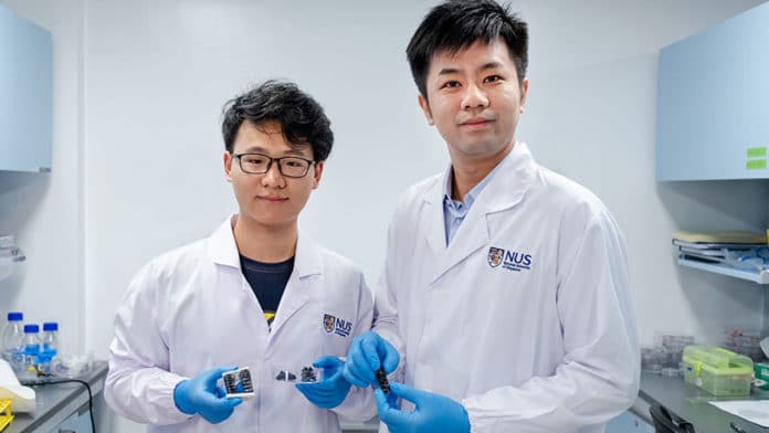 NUS Assistant Professor Chen Po-Yen (right) and doctoral student Yang Haitao (left) and their team created a new metallic material for soft and flexible robots