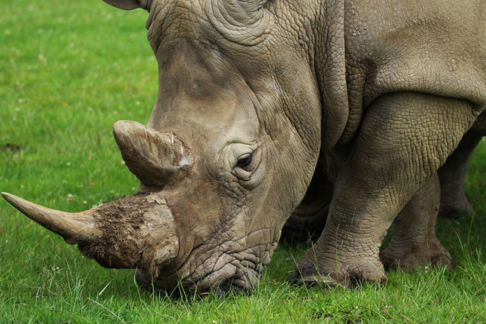 Creating fake rhino horn using horsehair