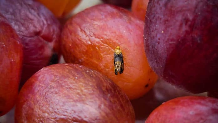 Female grape berry moths – the biggest insect threat to wine grapes in the eastern U.S – lay their eggs on grapes and, once hatched, the larvae damage the fruit.
