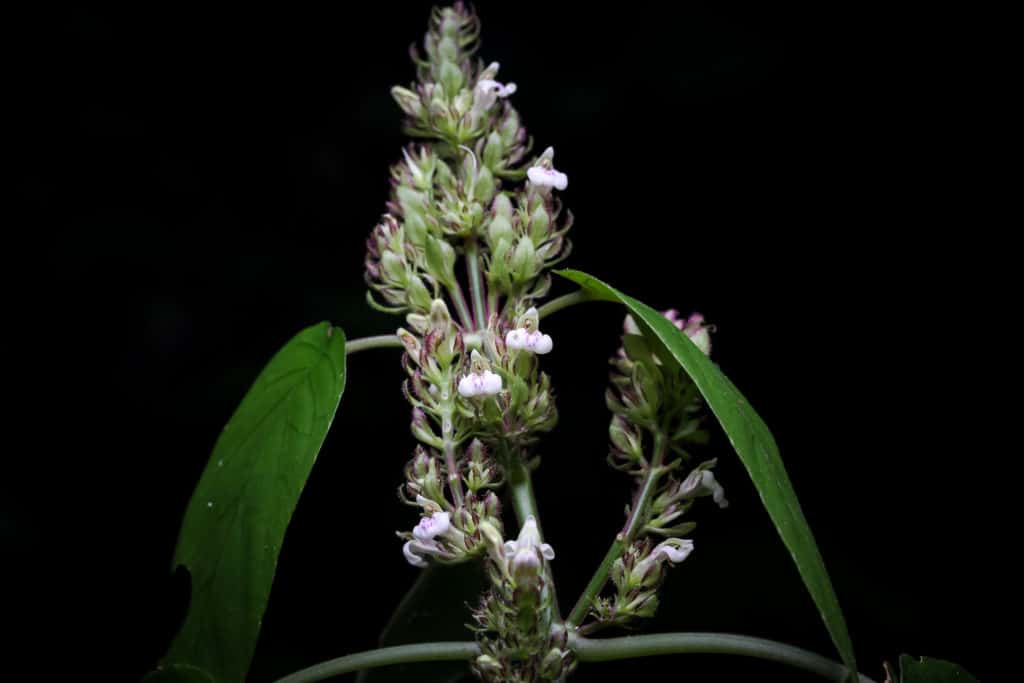 Justicia alanae is a new species of flowering plant from Mexico. Credit: © 2019 Jonathan Amith