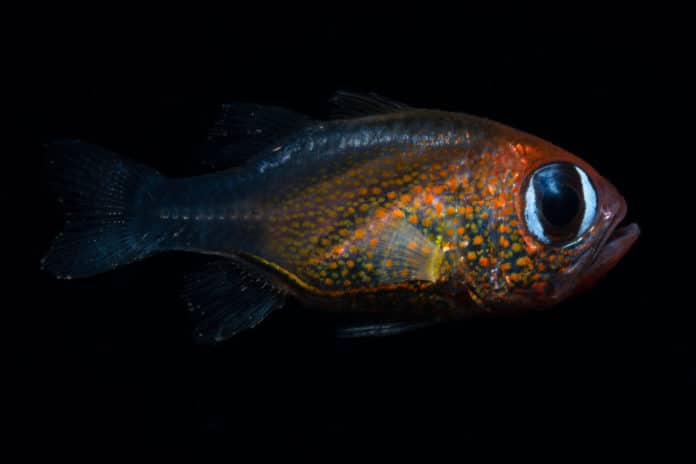 Siphamia arnazae, the cat-eyed cardinalfish, is a new species of cardinalfish from Papua New Guinea. Credit: © 2019 Mark Erdmann
