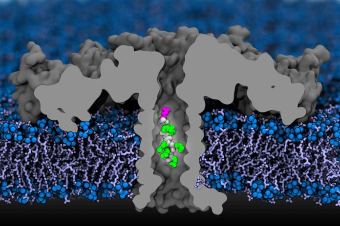 In this computer simulation, a portion of a protein moves through an aerolysin nanopore. The researchers used detailed simulations that mapped each atom, and confirmed their findings experimentally. Video courtesy of Aleksei Aksimentiev