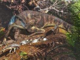 Artist’s depiction of an ornithopod dinosaur tending its nest. Credit: James Kuether