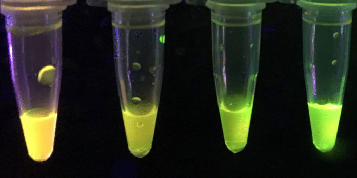 A new sensor developed by U of A chemists turns yellow or green under ultraviolet light depending on how much parathion or paraoxon is present in a sample. (Photo: Chris Robidillo)