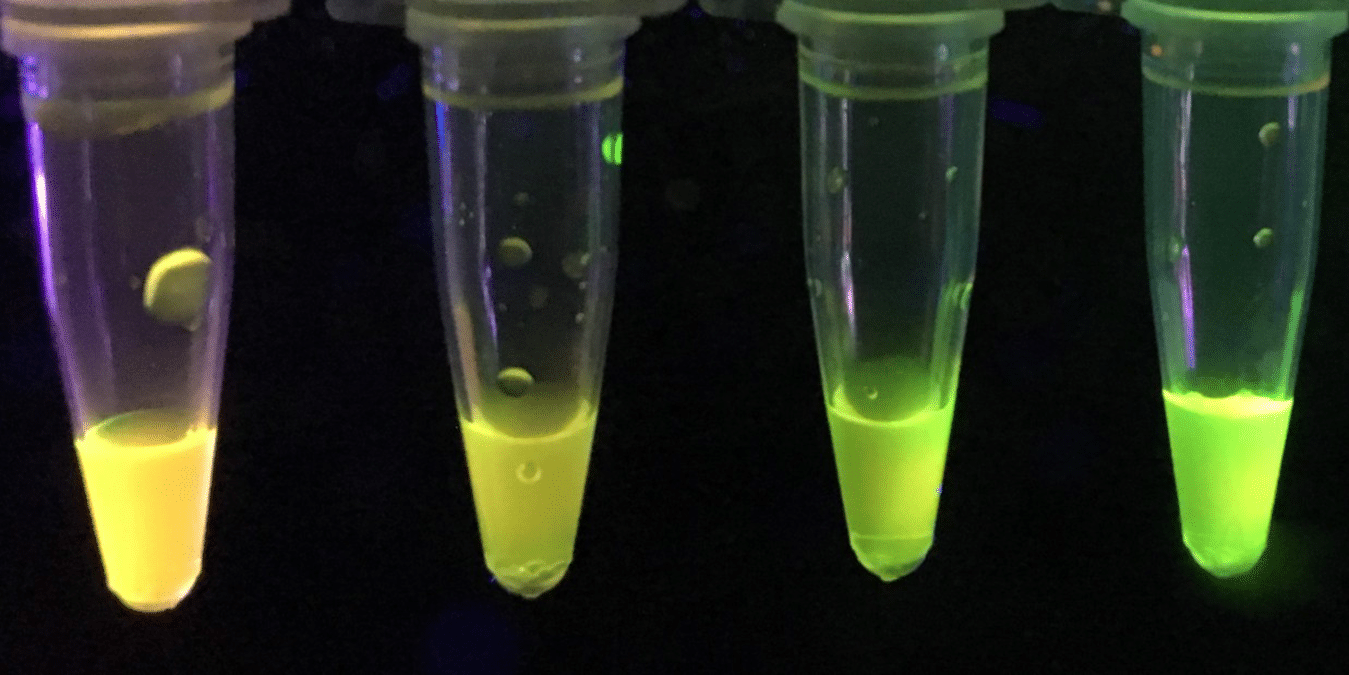 A new sensor developed by U of A chemists turns yellow or green under ultraviolet light depending on how much parathion or paraoxon is present in a sample. (Photo: Chris Robidillo)