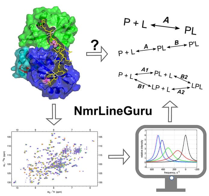 Purdue researchers developed software, called NmrLineGuru, to help scientists study specific information about proteins. (Image provided)