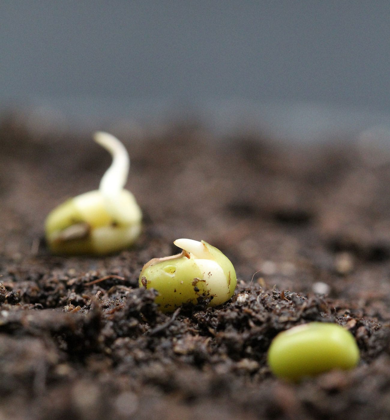 Germinating mung bean seeds. © Bettina Richter