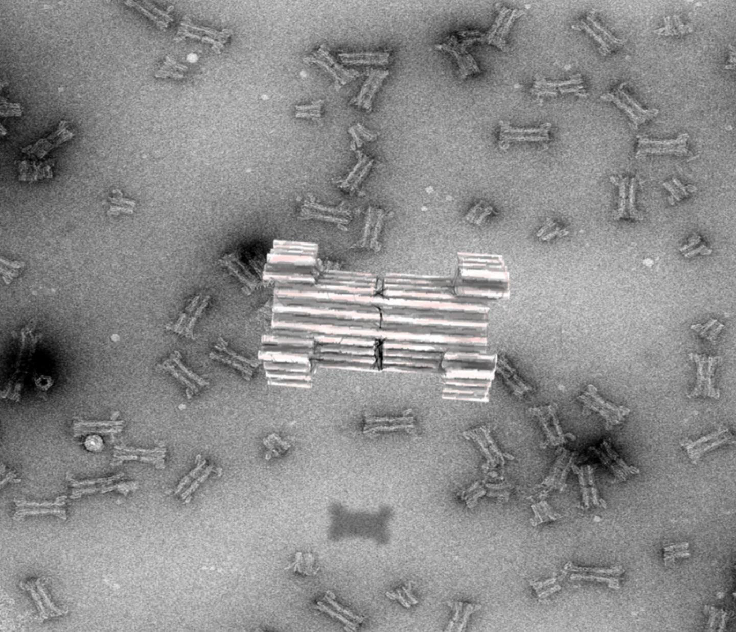 The construction of a synthetic DNA nanopore capable of selectively translocating protein-size macromolecules across lipid bilayers. Credit: Rasmus Peter Thomsen, Aarhus University