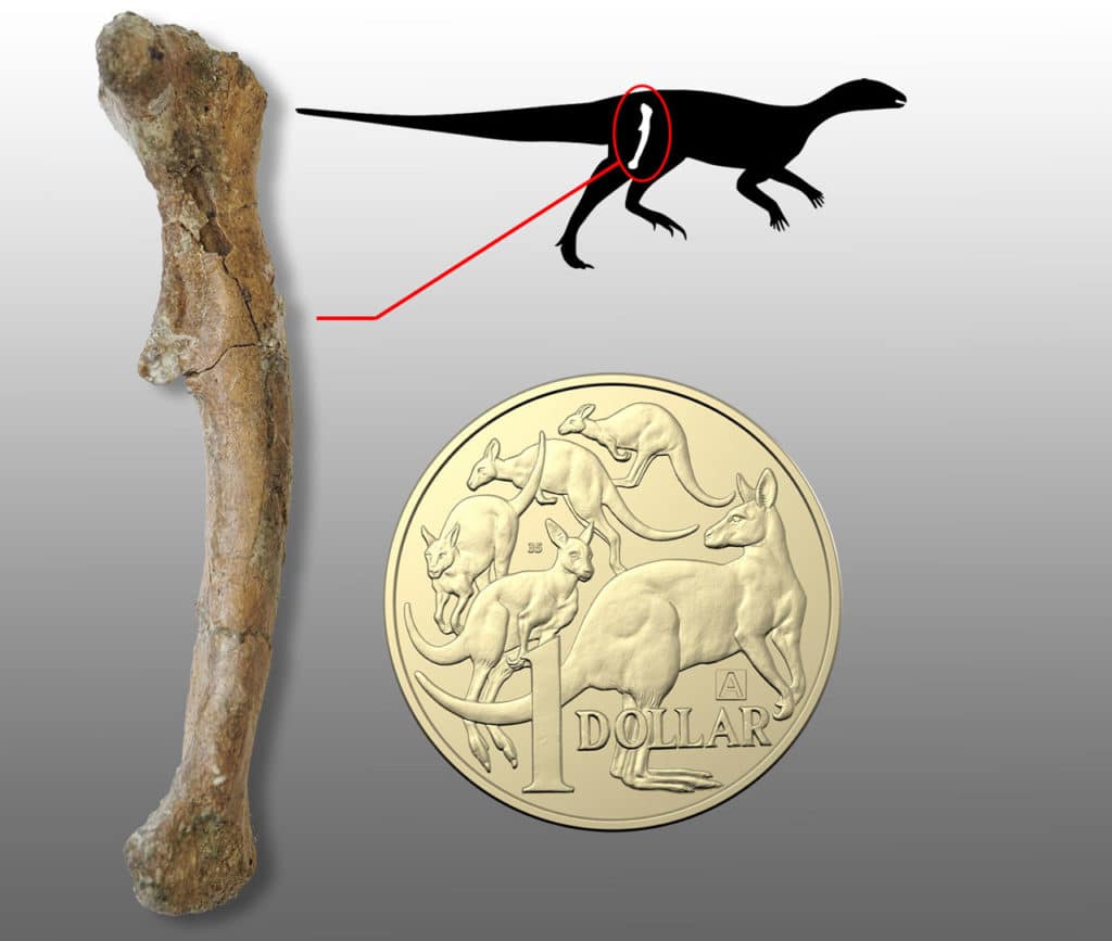The femur (thigh bone) of a hatchling-sized ornithopod dinosaur from Victoria compared to an Australian one-dollar coin. Credit: Justin Kitchener