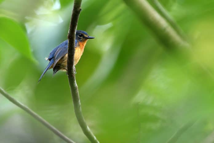 Togian Jungle-flycatcher Image: James Eaton/Birdtour Asia