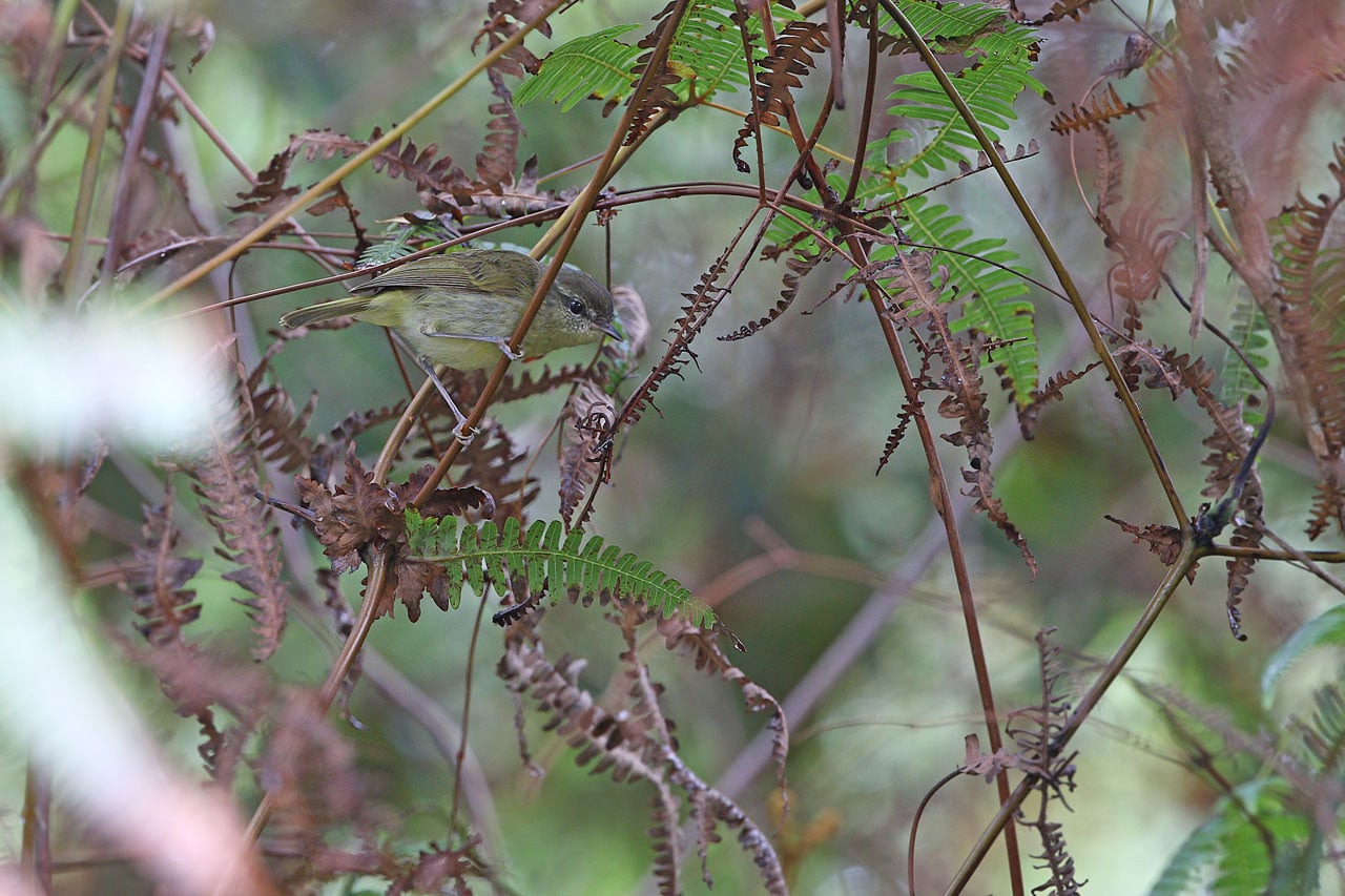 Taliabu Leaf-Warbler Image: James Eaton/Birdtour Asia