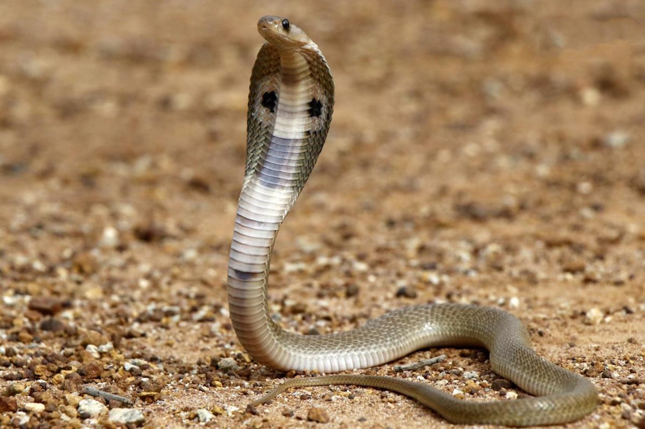 Scientists decoded the genome of Indian cobra