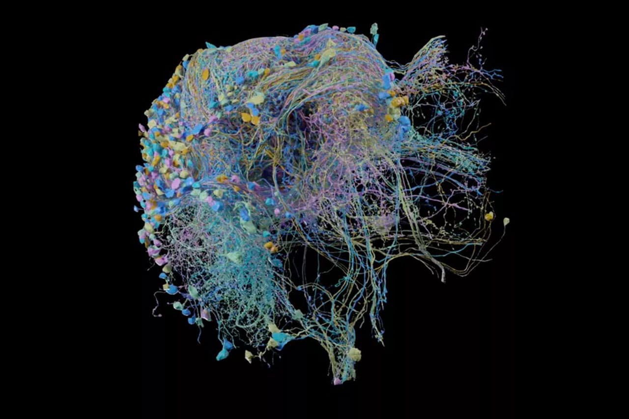 Brain карта. Нейроны мозга.