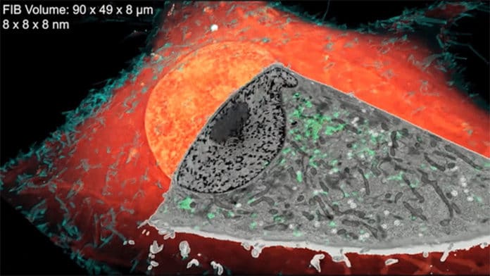 A new microscopy technique combines electron microscopy and light microscopy to generate detailed, three-dimensional images of cells like the one shown here. Credit: D. Hoffman et al./Science 2020