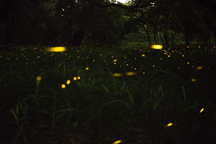 Research shows why fireflies blink in unison even though each individual insect is different. Credit: Toan Phan