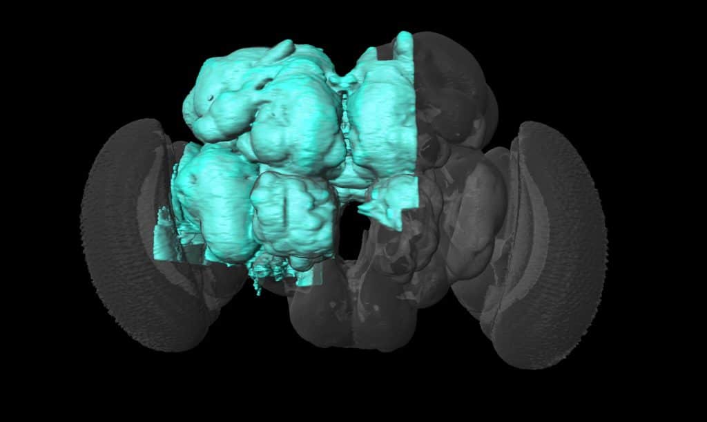 The hemibrain dataset encompasses the part of the fly brain highlighted here in blue. This region includes neurons involved in learning, navigation, smell, vision, and many other functions. Credit: FlyEM/Janelia Research Campus