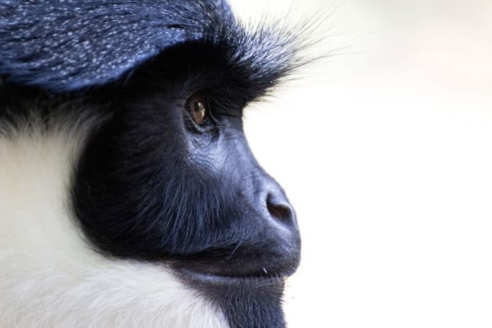 Deforestation is changing the way monkeys communicate