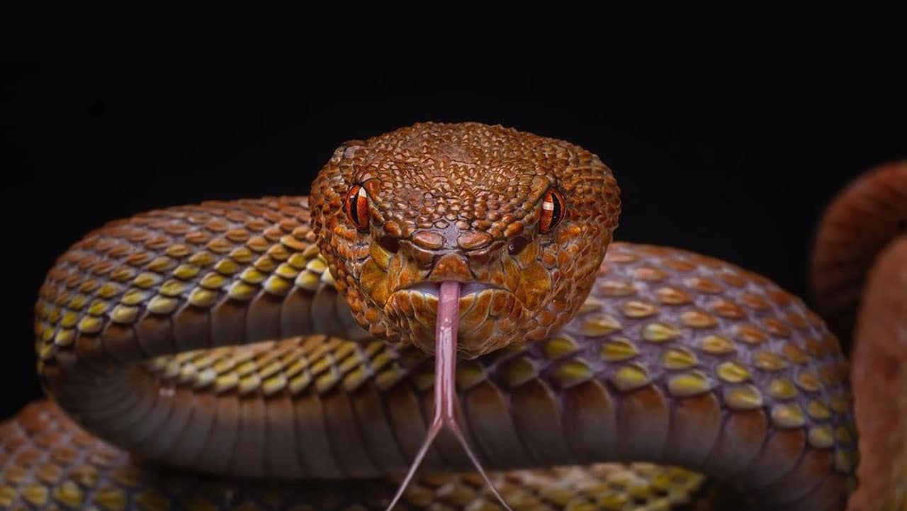 Scientists created snake venom without snakes