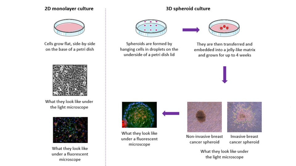2D in vitro model vs 3D in vitro model. Image courtesy of Dr Morris.