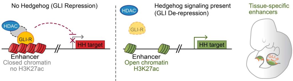  In the absence of HH, GLI repressors bind to enhancers for HH target genes, limiting their accessibility and, directly or indirectly, recruiting an HDAC complex that de-acetylates Histone H3K27, inactivating the enhancer. In the presence of HH signaling, GLI de-repression and loss of associated HDAC activity result in increased accessibility, the accumulation of H3K27ac and gene transcription.