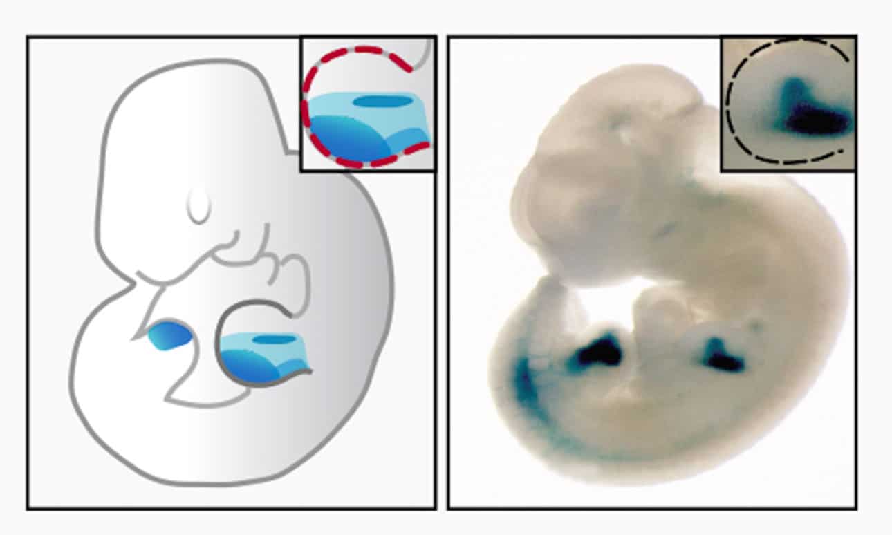 Images show Hedgehog responsive enhancer activity in tissue specific regions. Left: A mouse embryo with enhancer activity restricted to the developing limb buds. Right: A transgenic mouse embryo for one of the GLI-responsive enhancers. Images courtesy of VISTA enhancer database.