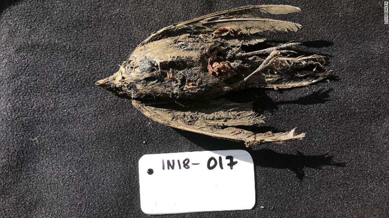 Well-preserved frozen bird found in Siberia is 46,000 years old