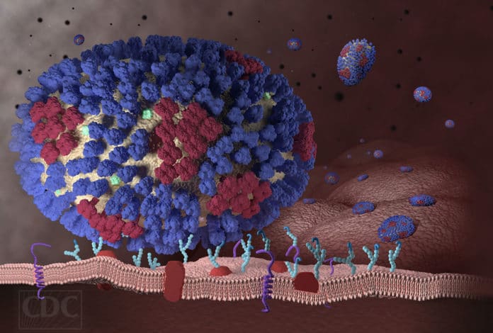 An influenza virus binds to receptors on a respiratory tract cell, allowing the virus to enter and infect the cell. Image: U.S. Centers for Disease Control and Prevention