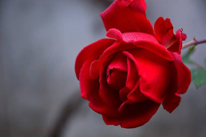 Rose fragrance improves learning during sleep