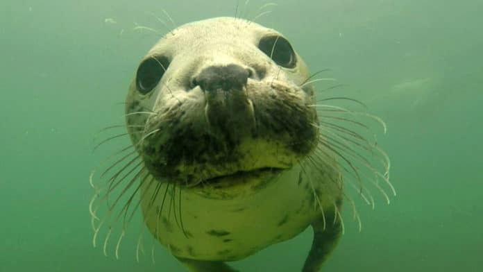 Wild grey seals clap underwater to communicate
