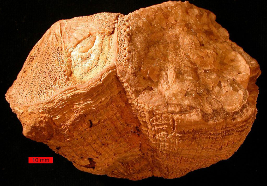 Fossil rudist bivalves (Vaccinites) from the Al-Hajar Mountains, United Arab Emirates. Credit: Wikipedia,