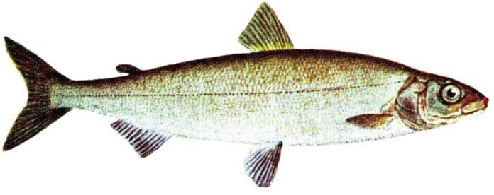 European whitefish (Coregonus lavaretus)