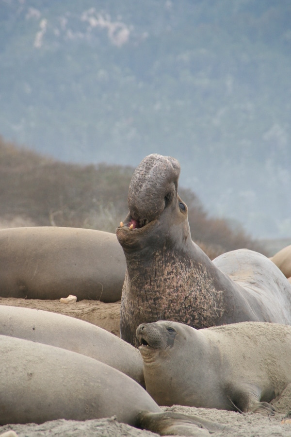 Northern elephant seals (Mirounga angustirostris) in the Año Nuevo colony (California, USA). Here a male surrounded by his harem is emitting a cry to mark his territory. Elephant seals are one of the species in which females outlive males. © Isabelle CHARRIER / Neuro-PSI / CNRS Photothèque