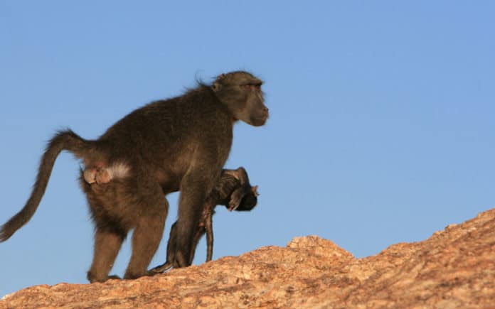 Namibian chacma baboon with dead infant. Please credit: Alecia Carter