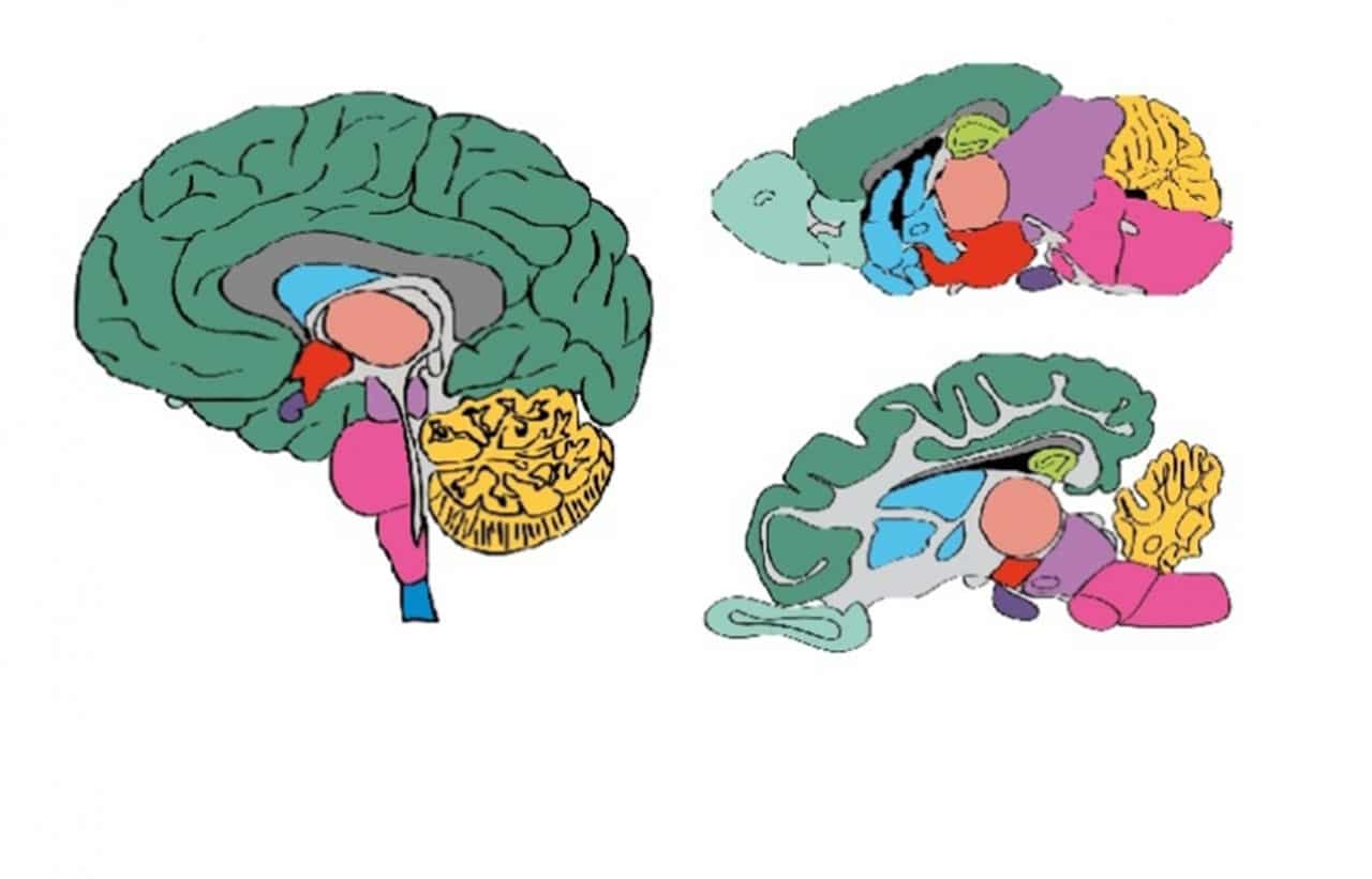 Schematic drawings of the human (left), mouse (top right) and pig (bottom right) brains, indicating the different regions and the anatomy. Images from www.proteinatlas.org/brain