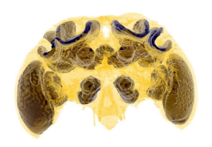 Micro-CT scan of a bee brain