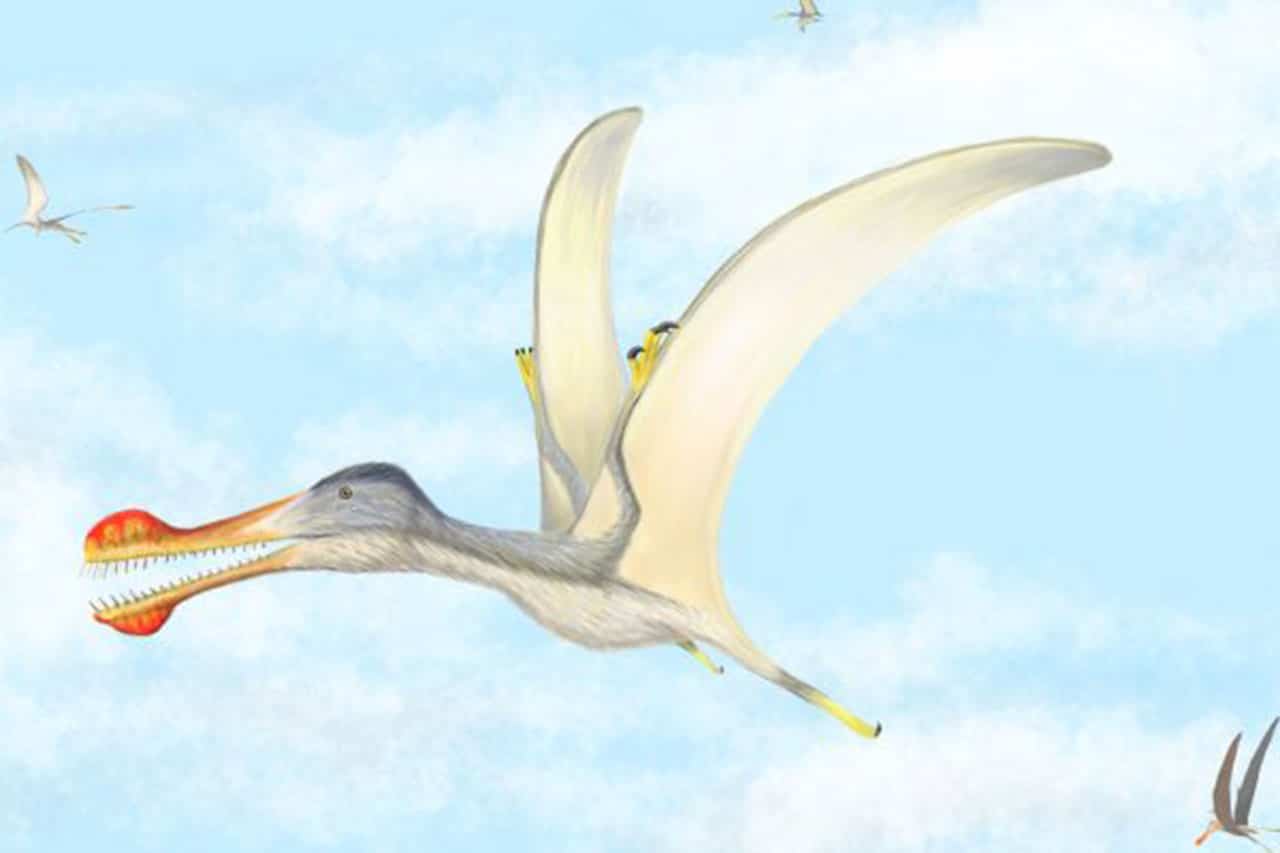 Three new species of toothed pterosaurs have been discovered CREDIT Nizar Ibrahim, University of Detroit Mercy