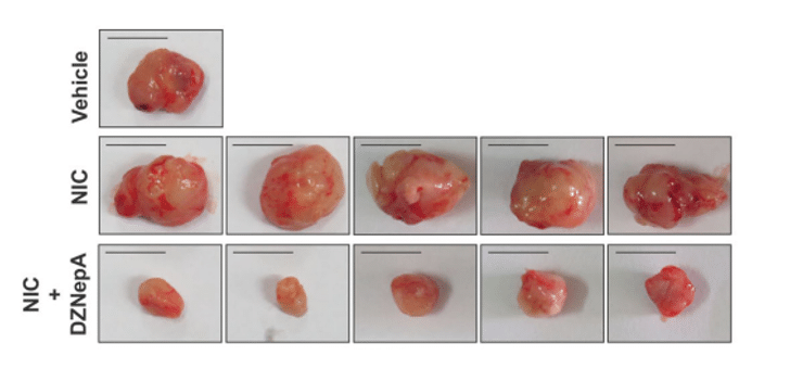 Picture of tumours collected at the end of the experiment in the three experimental groups