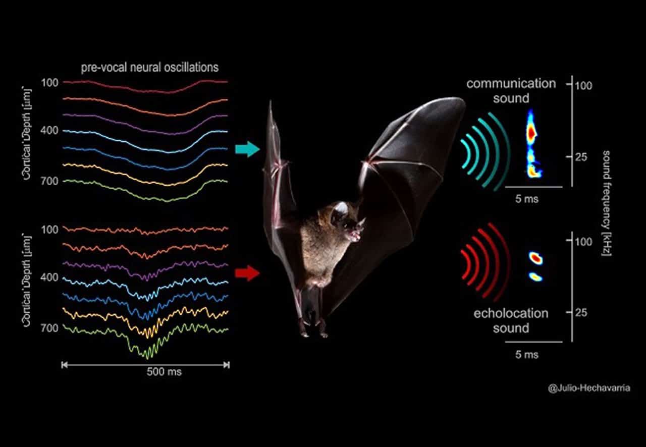 The image shows that different vocalization-related neural signals occurring across frontal cortex laminae (left) precede the two types of sounds (right) uttered by bats (species: Carollia perspicillata). The sounds are shown as color-coded time-frequency representations. One example social call is shown in the top right and one example echolocation call in the bottom right. Copyright: Julio C. Hechavarria, Goethe University Frankfurt