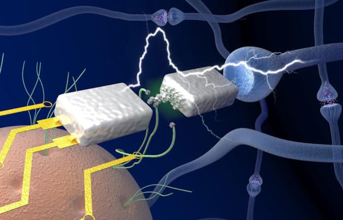 Protein nanowires (green) harvested from microbe Geobacter (orange) facilitate the electronic memristor device (silver) to function with biological voltages, emulating the neuronal components (blue junctions) in a brain. Photo courtesy UMass Amherst/Yao lab