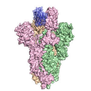 Inspired by a special kind of antibody produced by llamas, researchers created an antibody dubbed VHH-72Fc (blue) that binds tightly to the spike protein on SARS-CoV-2 (pink, green and orange), blocking the virus from infecting cells in culture. The spike protein structure was discovered by part of the same research team and published in the journal Science on February 19, 2020. Image credit: University of Texas at Austin.