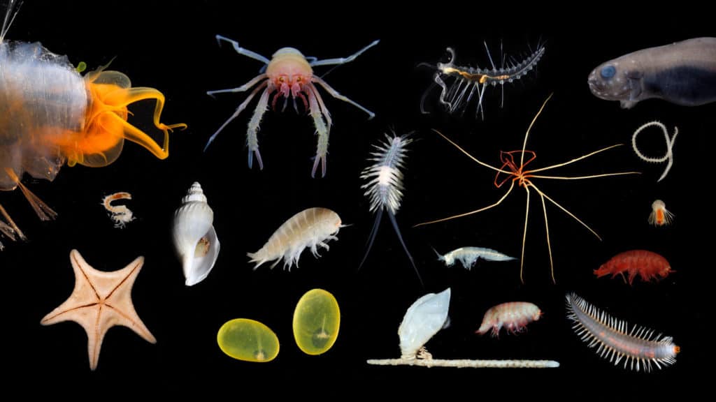 The team have amassed an incredible collection of organisms which will help to shed new light on the biodiversity of Cape Range Canyon and Cloates Canyon off Ningaloo (Credit: Greg Rouse (Scripps Oceanography), Nerida Wilson (Chief Scientist) and the FK200308 team).