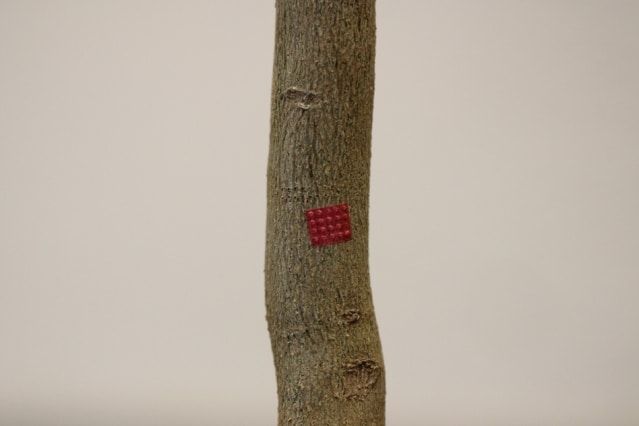 A microinjection device (red) is attached to a citrus tree, providing a way of injecting pesticide or other materials directly into the plant's circulatory system.