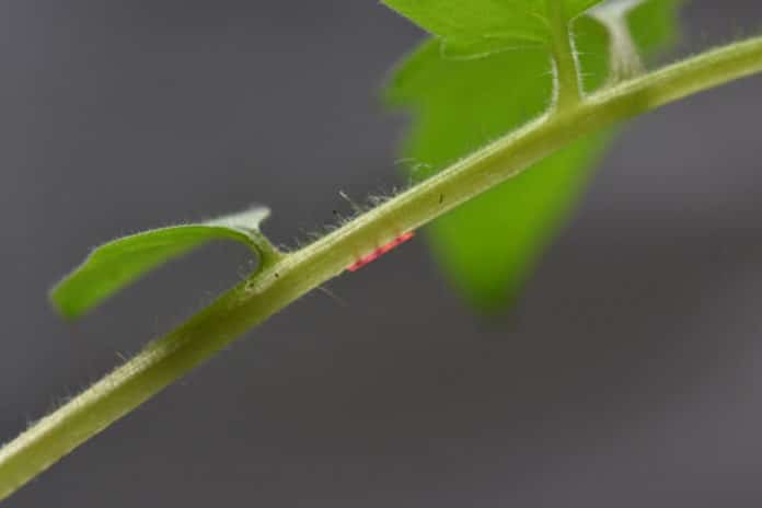 A tomato plant, used in the team's experiments to prove the effectiveness of their microinjection system, has one of the devices, in red, attached to a stem. Image: MIT
