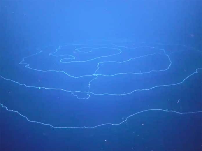 This siphonophore may be the longest ever recorded. (Schmidt Ocean Institute)