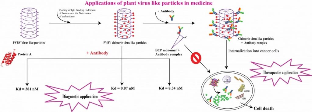 Application of plant virus-like particles in medicine (Credit: Pallavi Sabharwal)